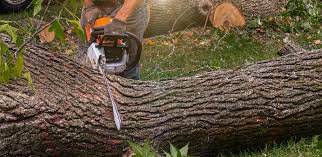 Lawn Maintenance Plans in San Clemente, CA