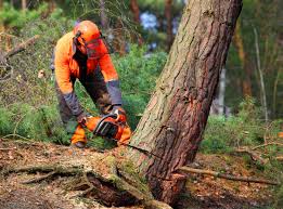Best Soil Testing and Treatment  in San Clemente, CA