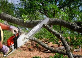 Professional Tree Removal in San Clemente, CA