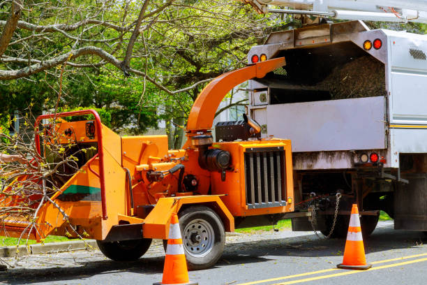 Best Fruit Tree Pruning  in San Clemente, CA