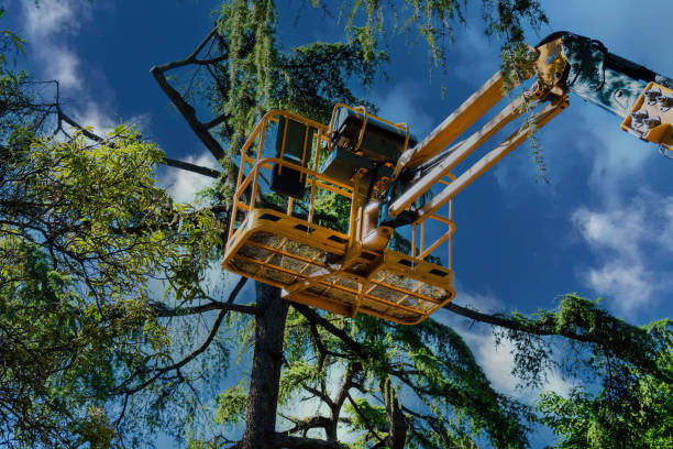 Best Tree Disease Treatment  in San Clemente, CA
