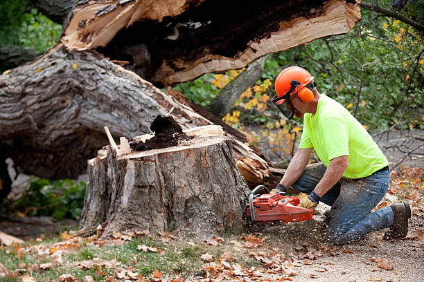 Best Tree Mulching  in San Clemente, CA