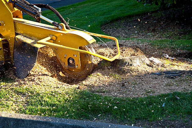 Best Tree Health Inspection  in San Clemente, CA