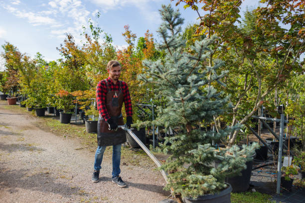 Best Emergency Tree Removal  in San Clemente, CA