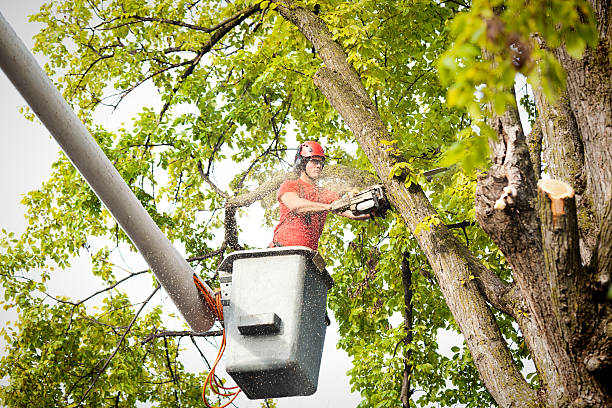 How Our Tree Care Process Works  in  San Clemente, CA